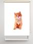 Preview: Rollo Lion Katzenbaby, Rollo, Motivrollo, Rollo mit Druck, Fotorollo, bedrucktes Rollo, Fensterrollo,verdunkelndes Rollo, Sonnenschutz Rollo